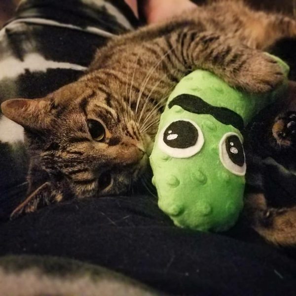 Pickle Pal, Cat, Kitty, Mustache, Pickle, Pickles